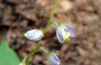 Hebecarpa obscura image