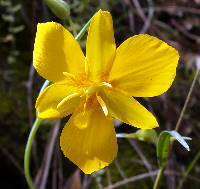 Calochortus venustulus image