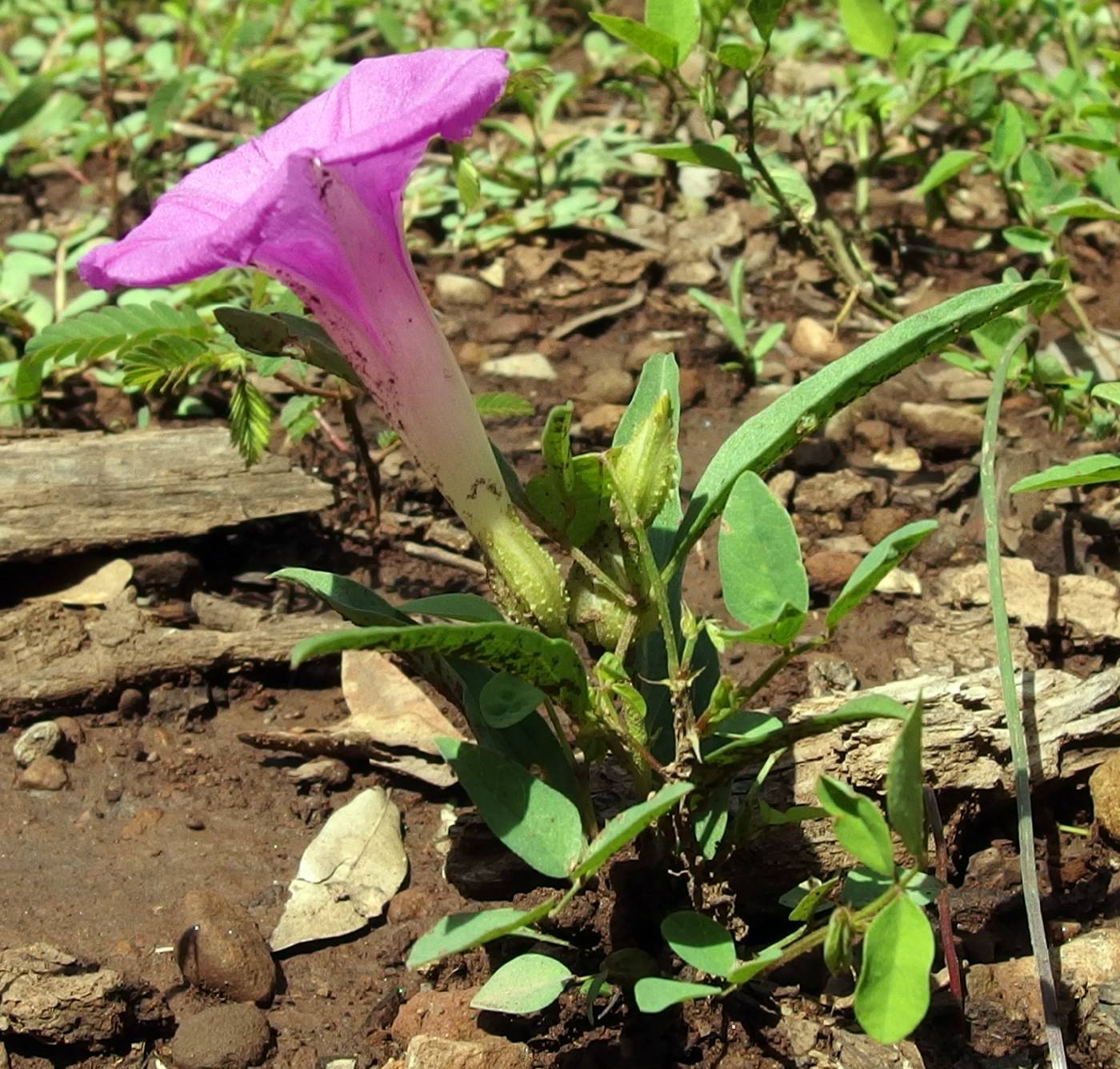 Ipomoea madrensis image