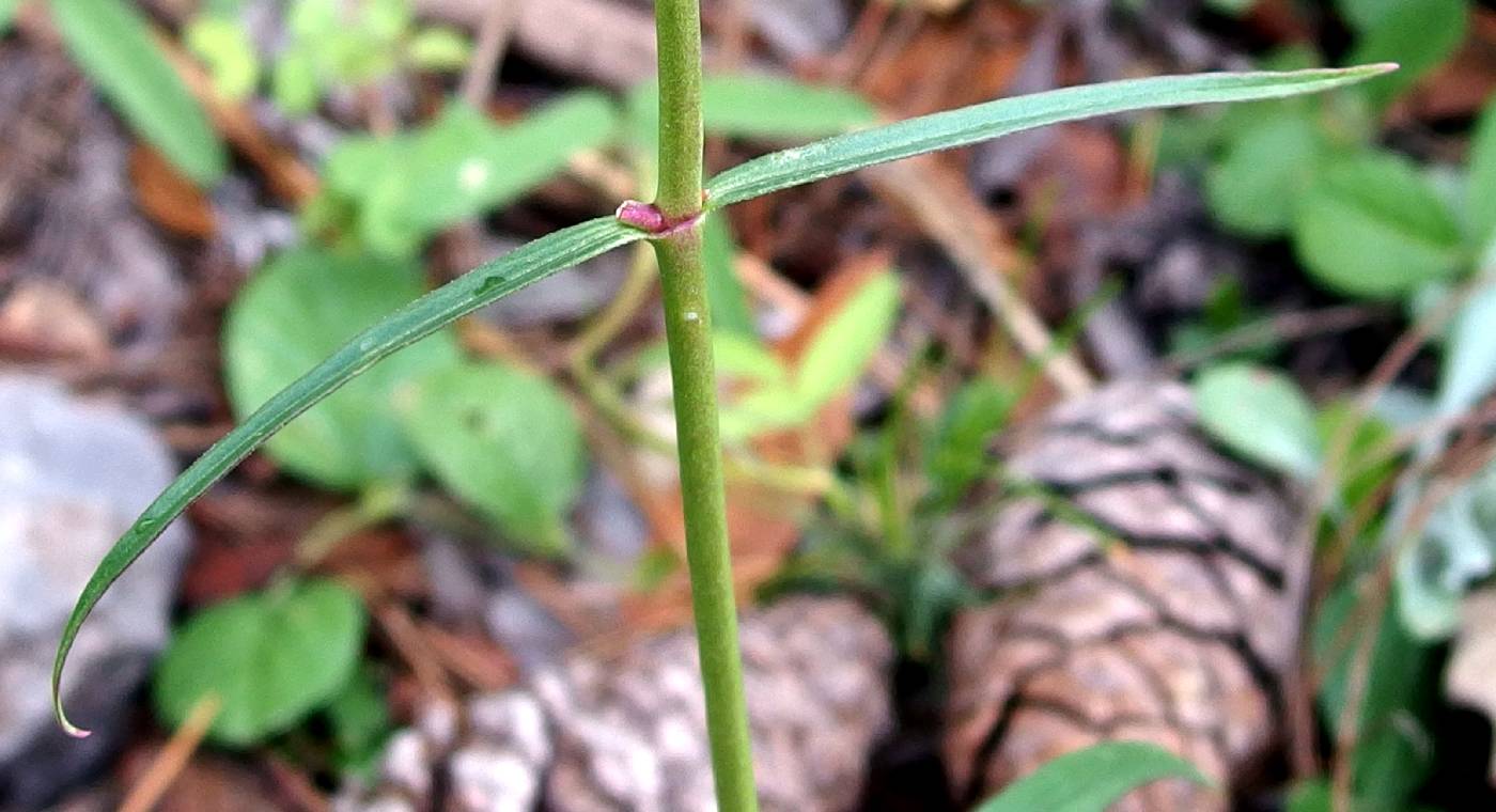 Penstemon wislizenii image