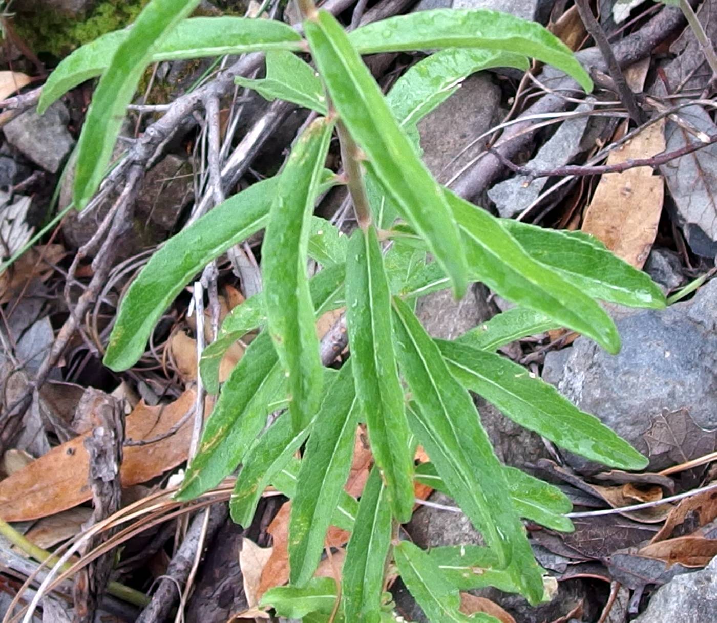 Verbesina parviflora image