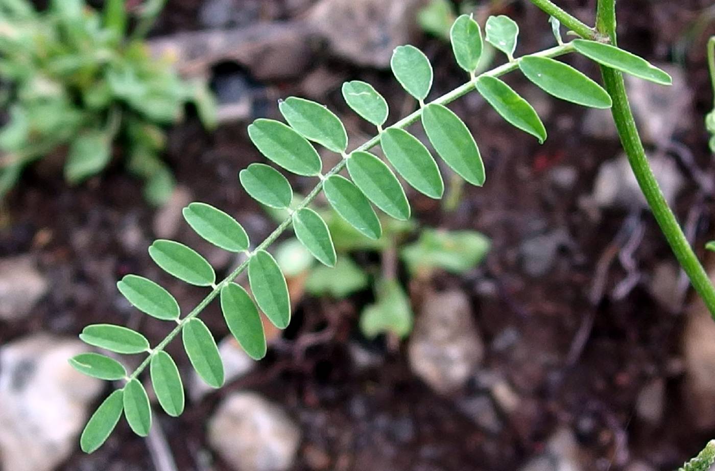 Astragalus longissimus image