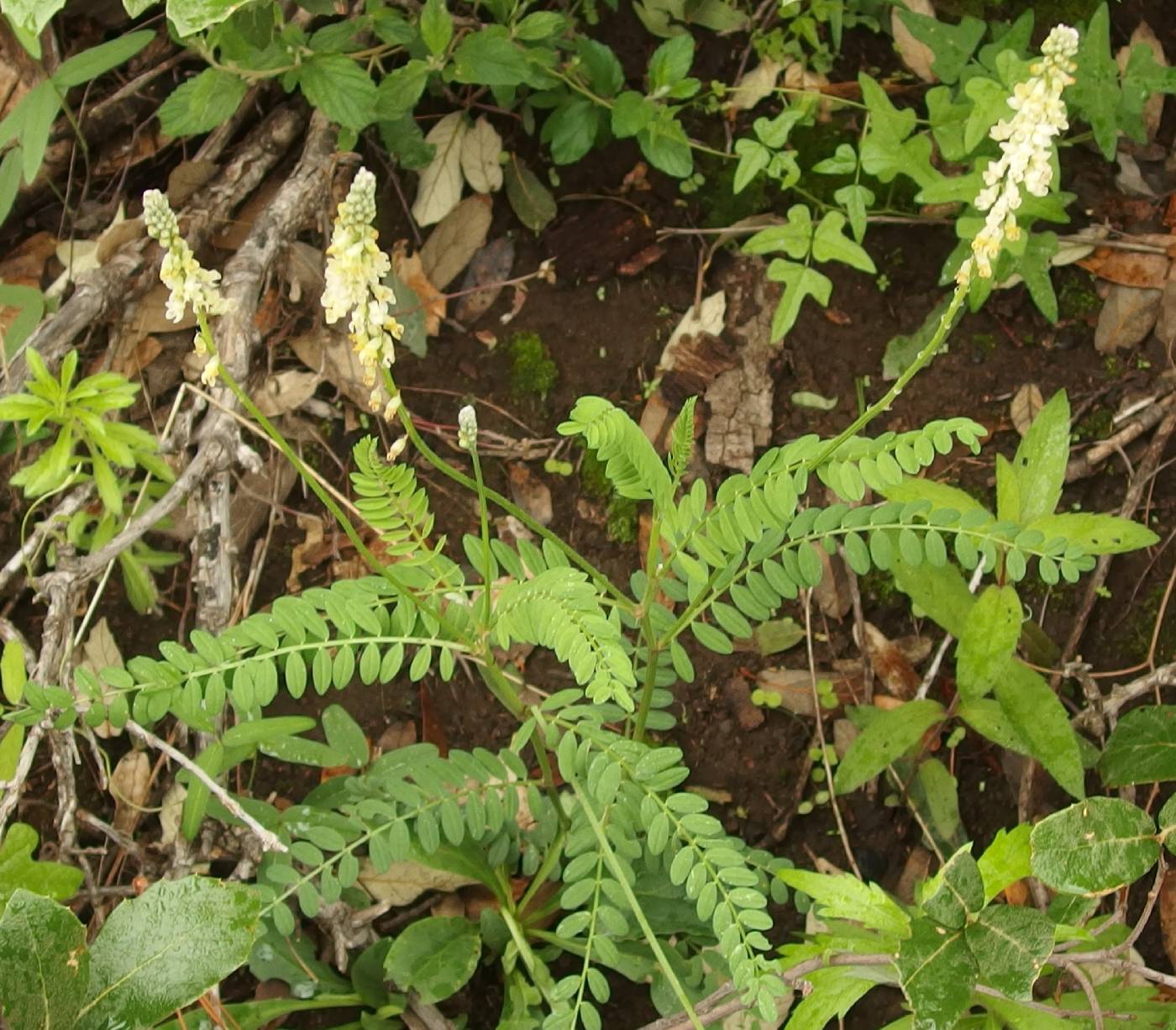 Astragalus longissimus image