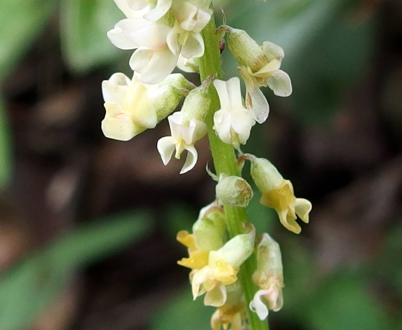 Astragalus longissimus image