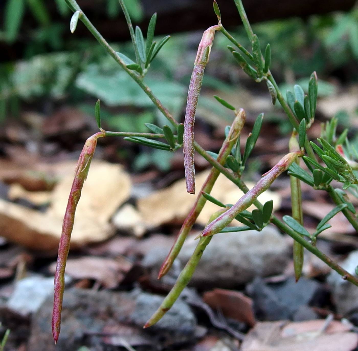 Acmispon oroboides image