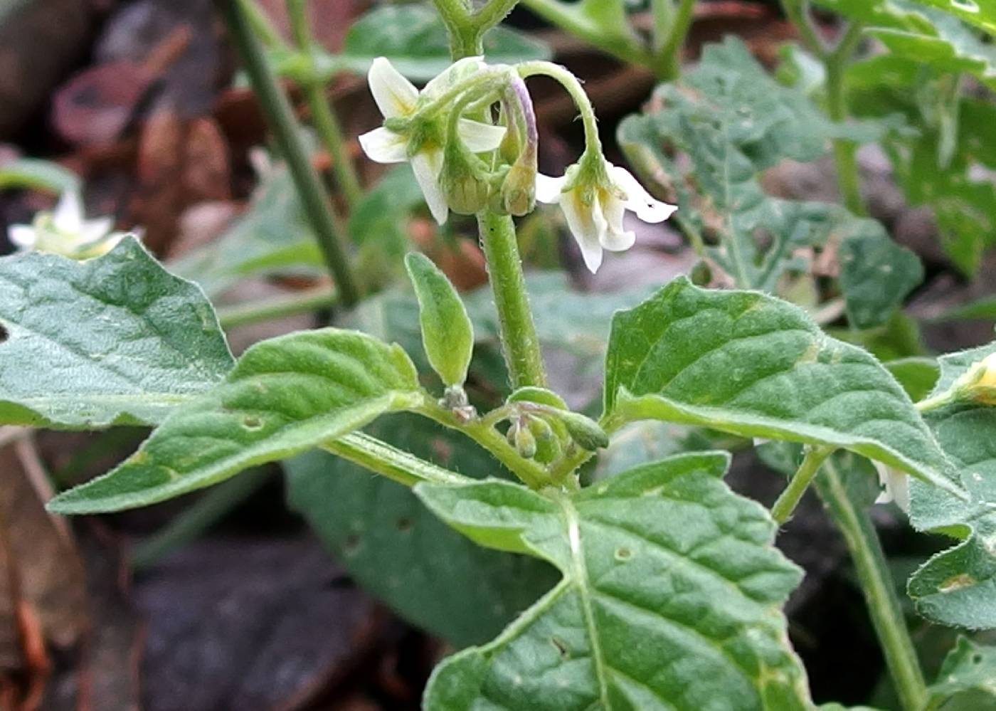 Solanum nigrescens image