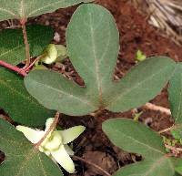 Image of Passiflora quercetorum