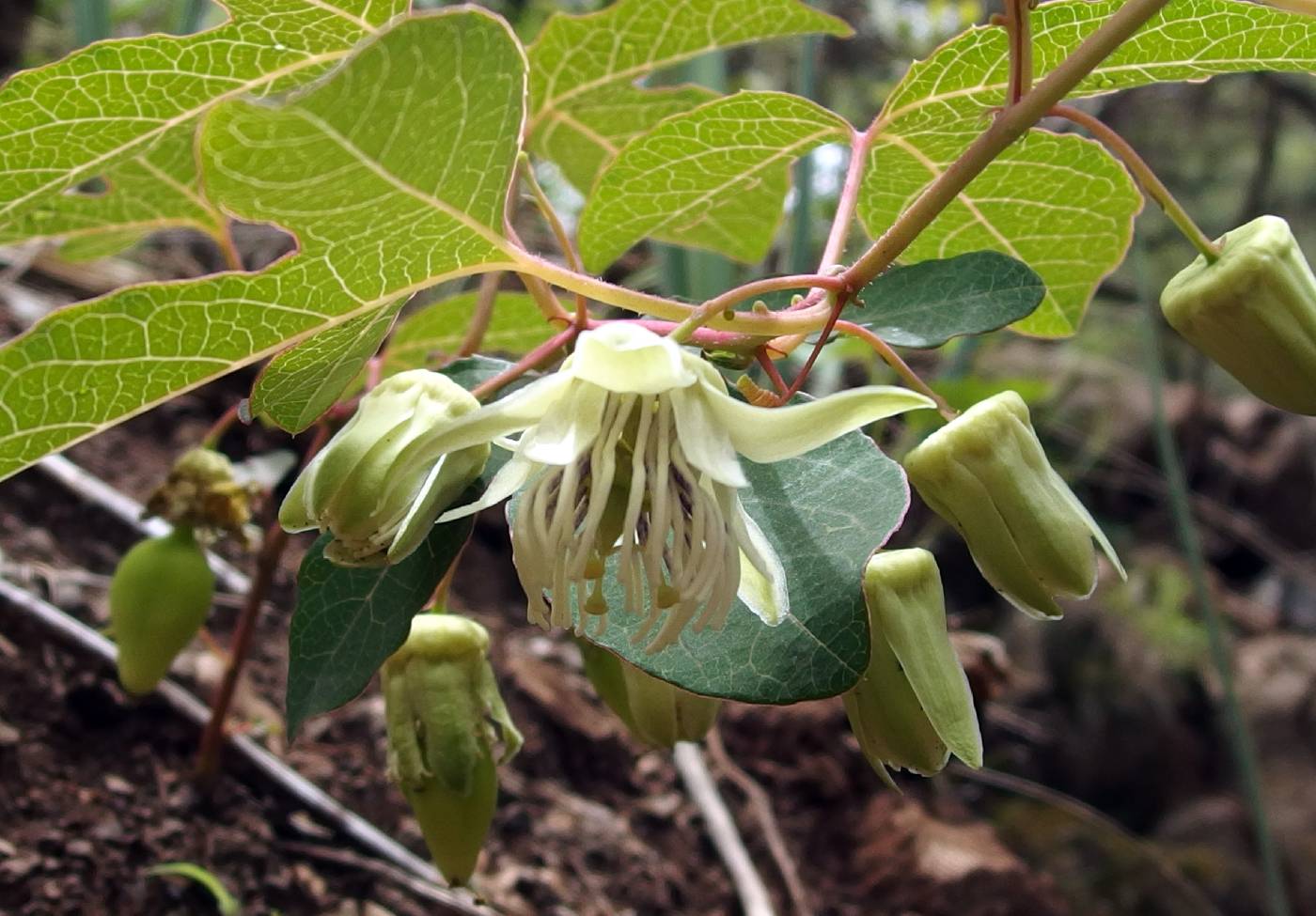 Passiflora quercetorum image