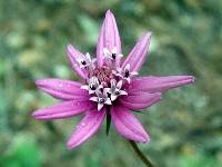 Cosmos linearifolius image