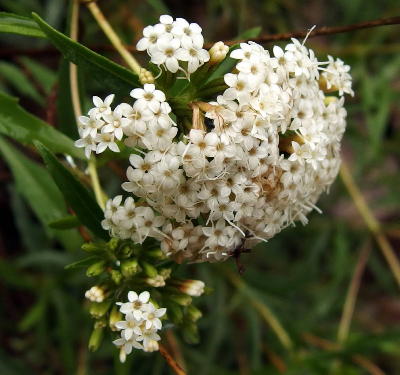 Stevia salicifolia image