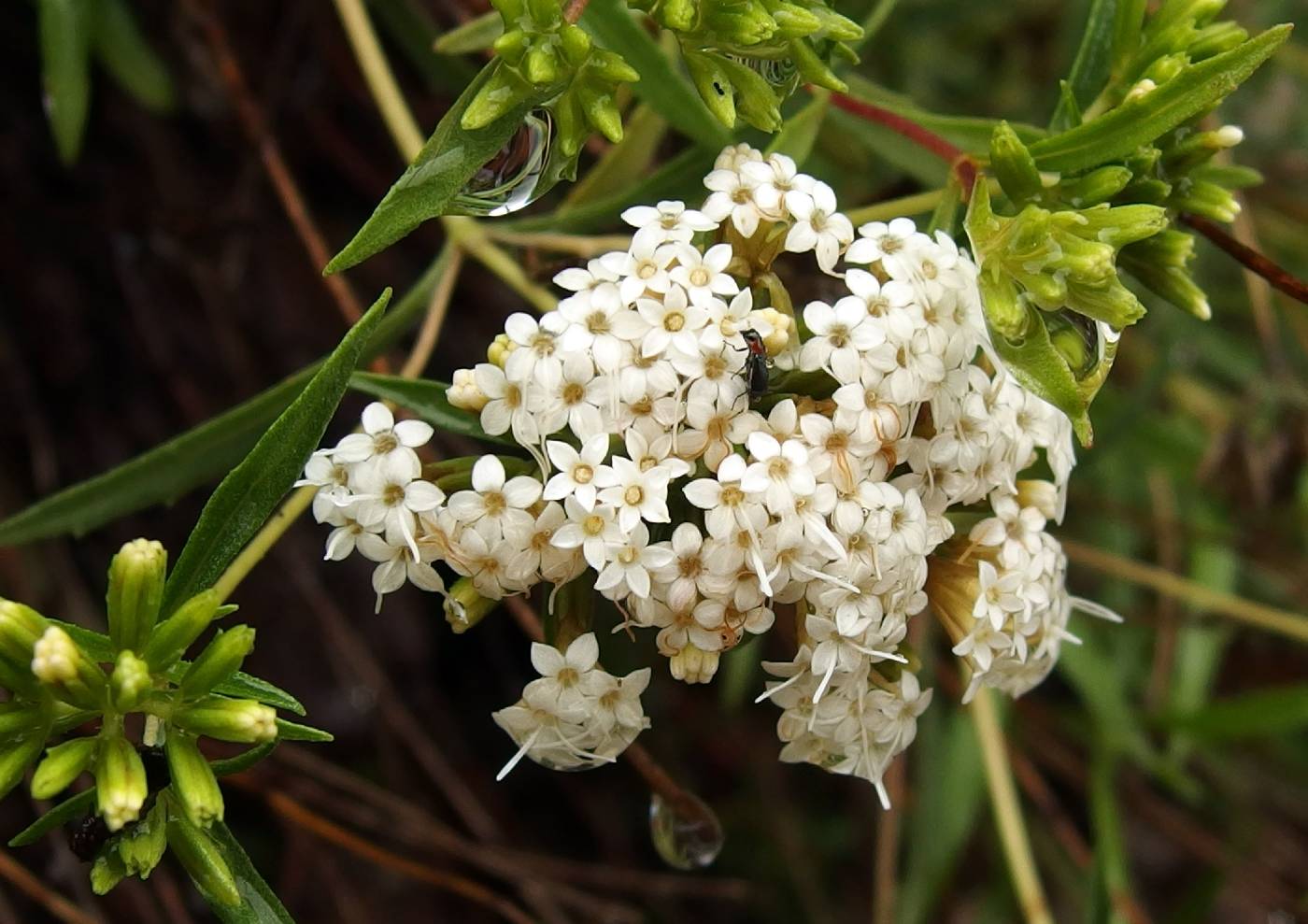 Stevia salicifolia image