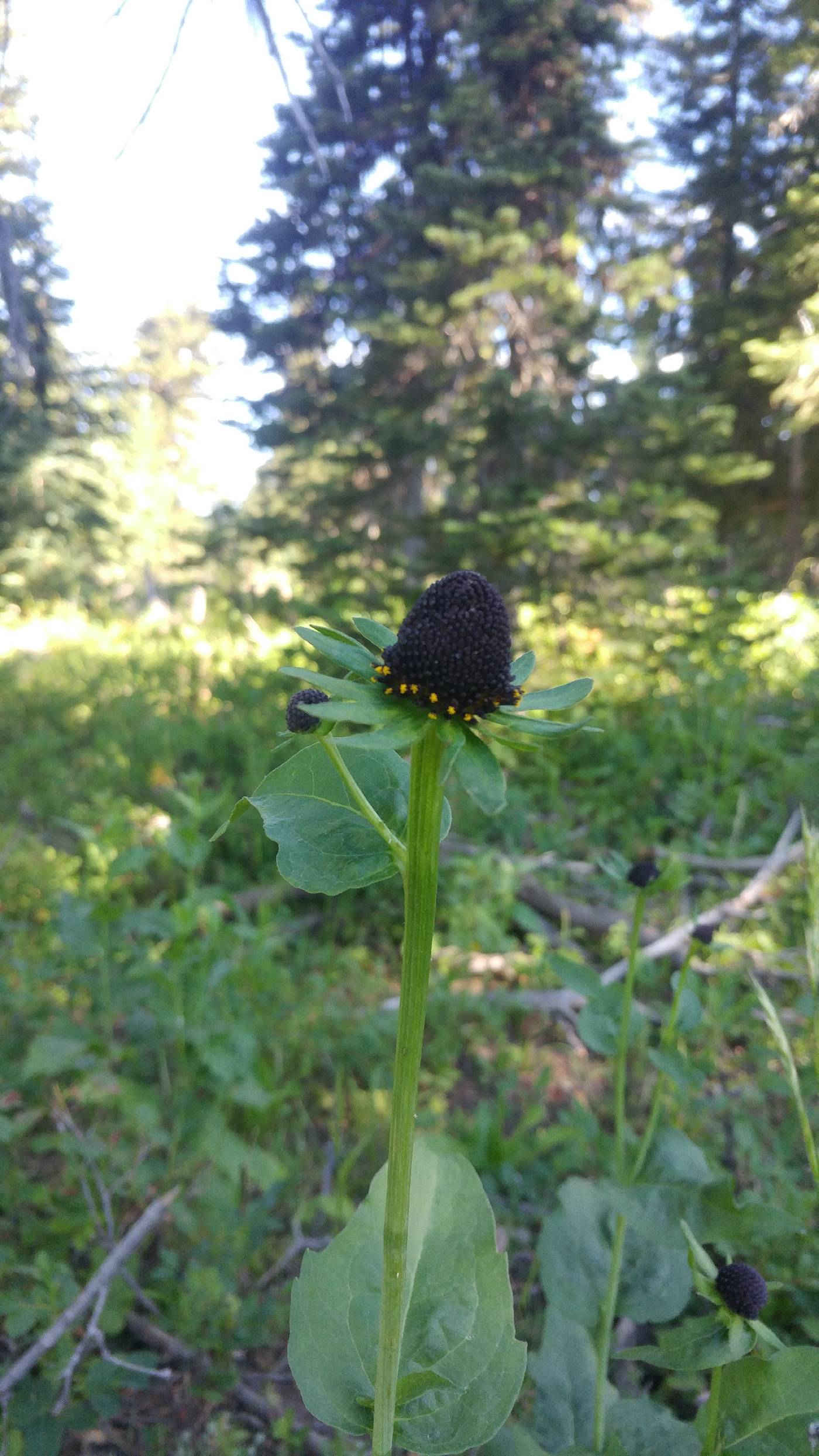 Rudbeckia occidentalis var. occidentalis image