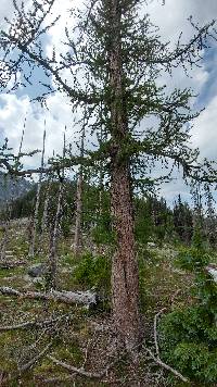 Image of Larix lyallii