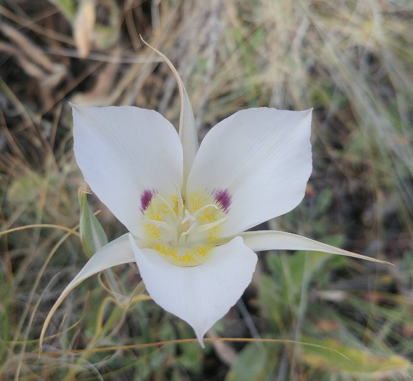 Calochortus macrocarpus image