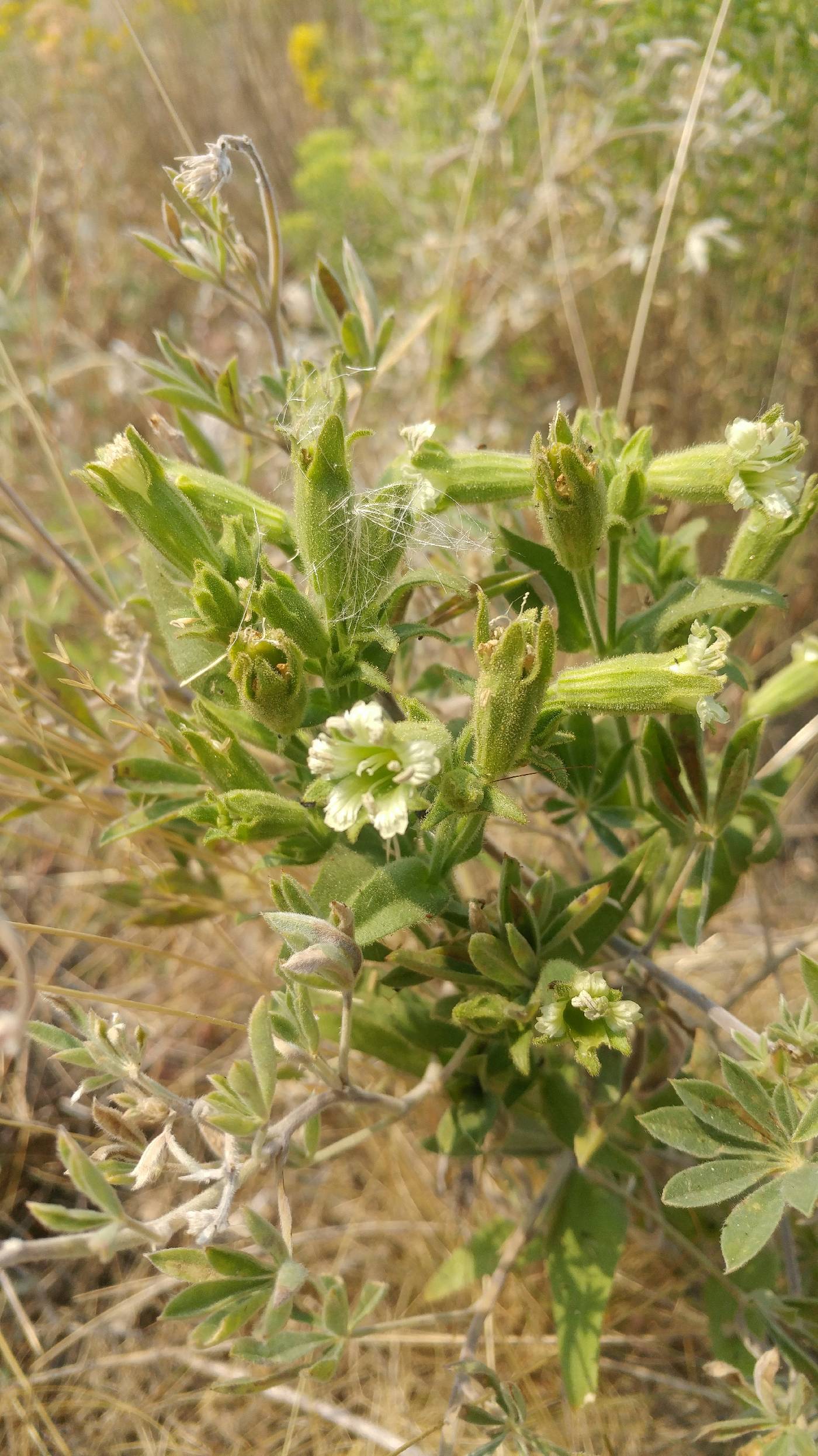 Caryophyllaceae image