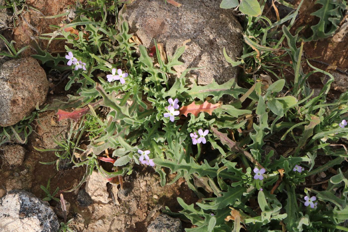 Matthiola parviflora image