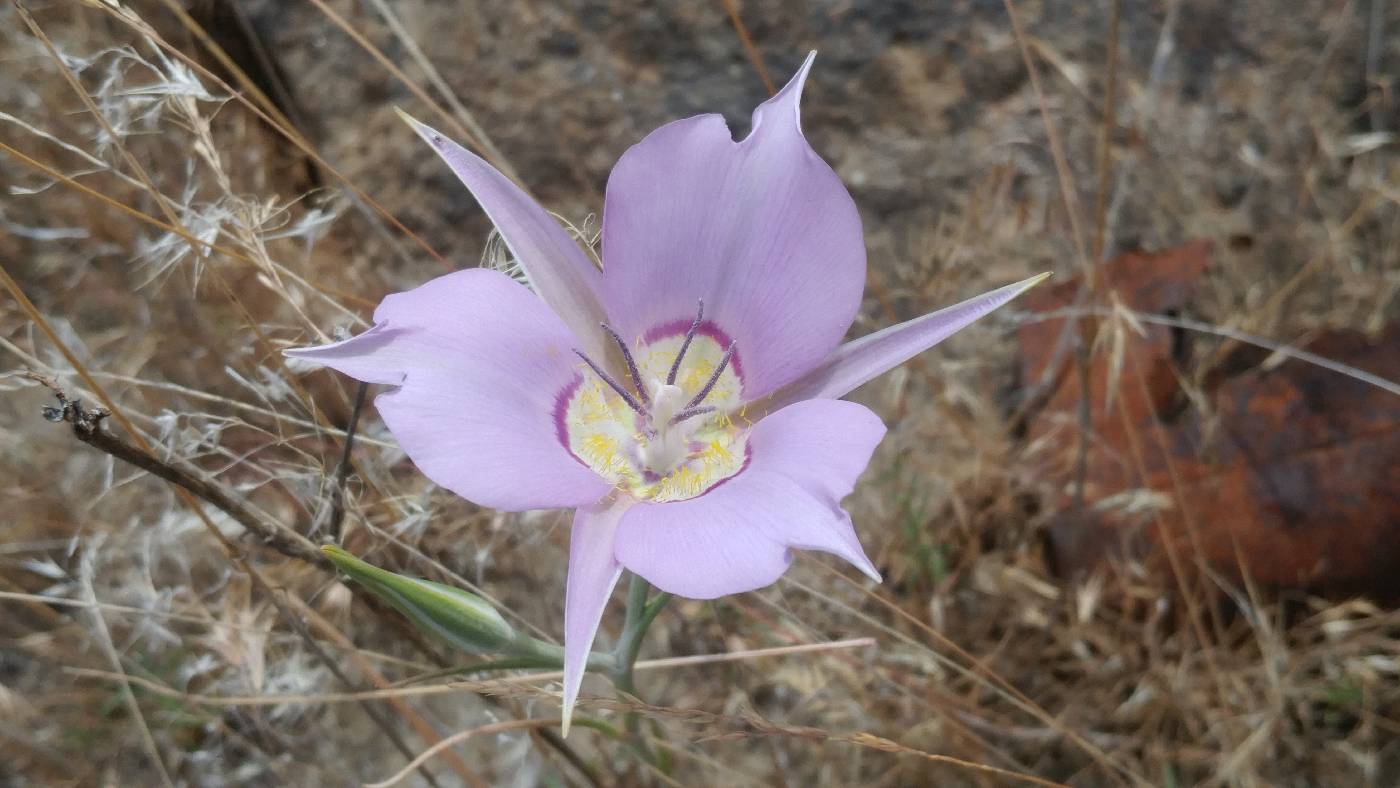 Calochortus macrocarpus image