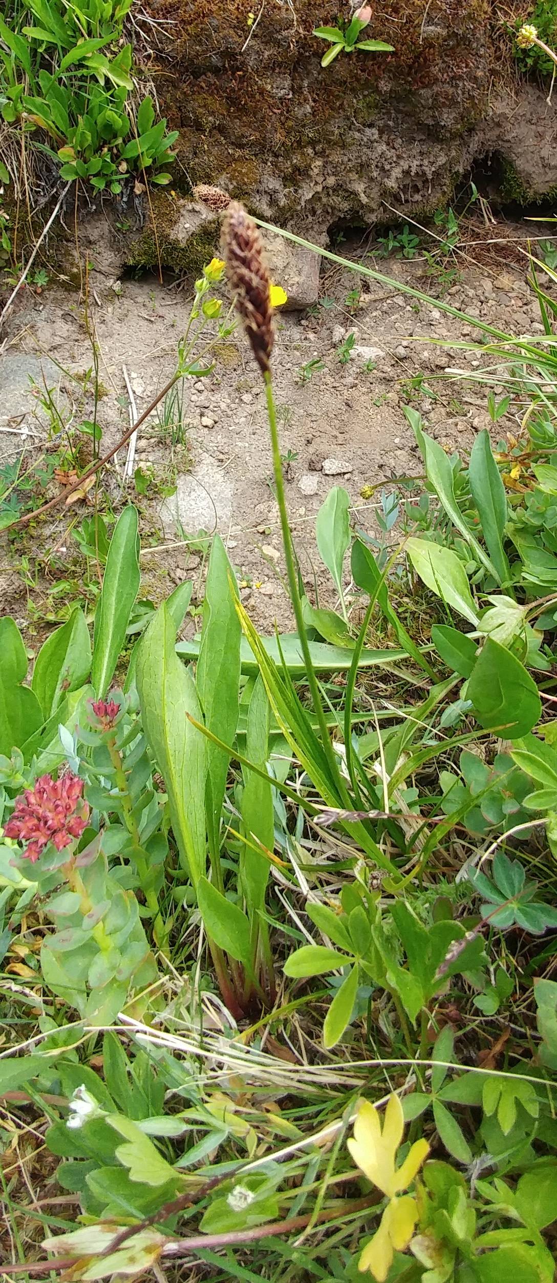 Carex scirpoidea var. scirpoidea image