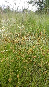 Image of Carex unilateralis