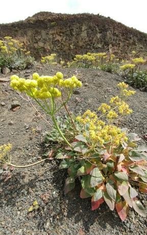 Eriogonum compositum var. compositum image