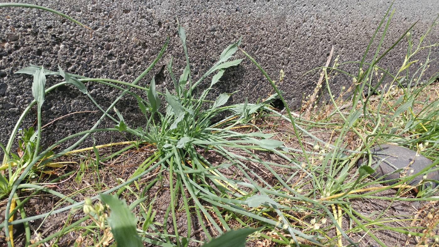 Eryngium petiolatum image