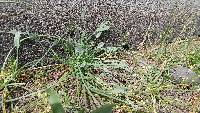 Image of Eryngium petiolatum