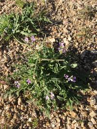 Matthiola parviflora image