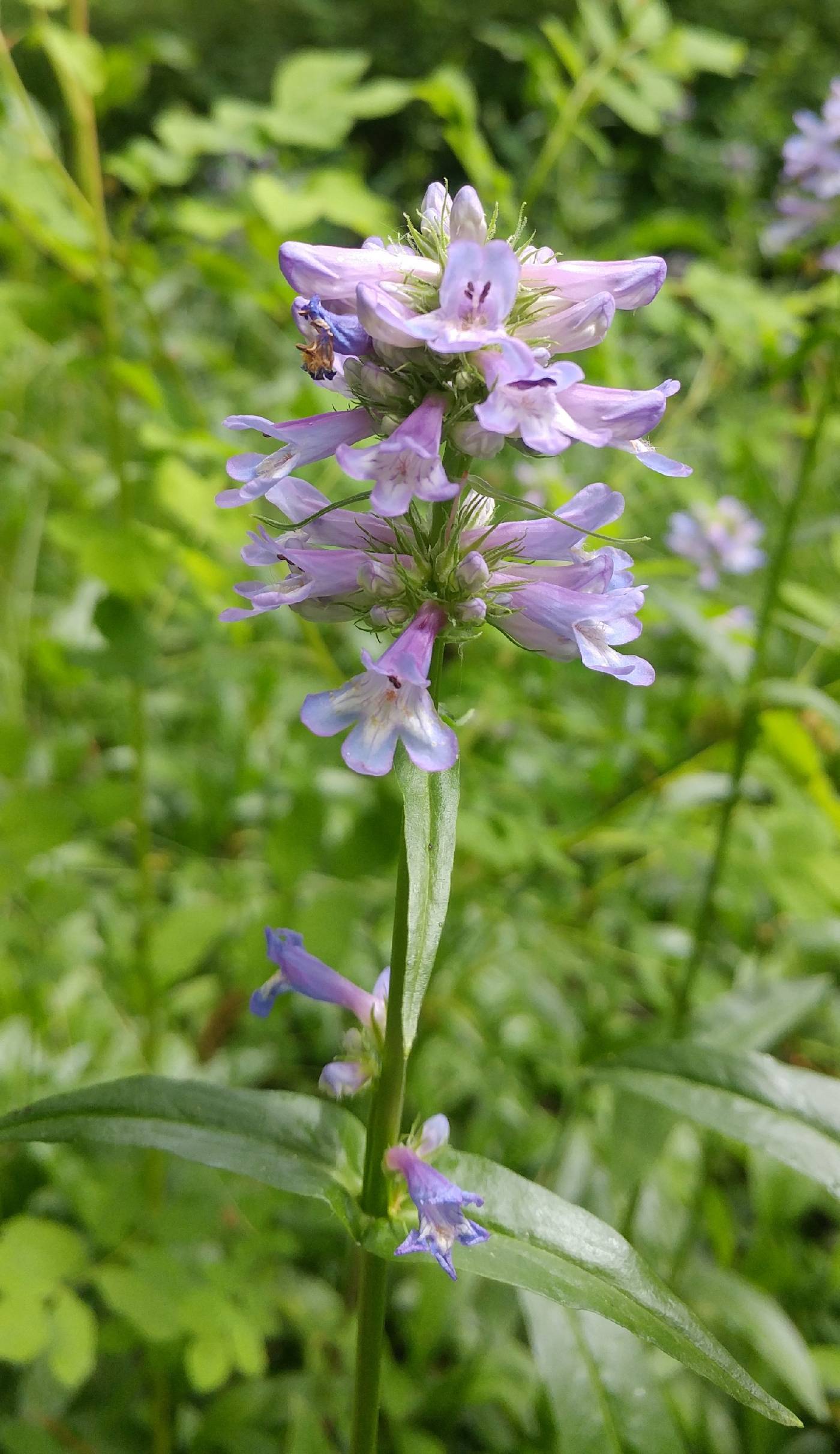 Penstemon hesperius image