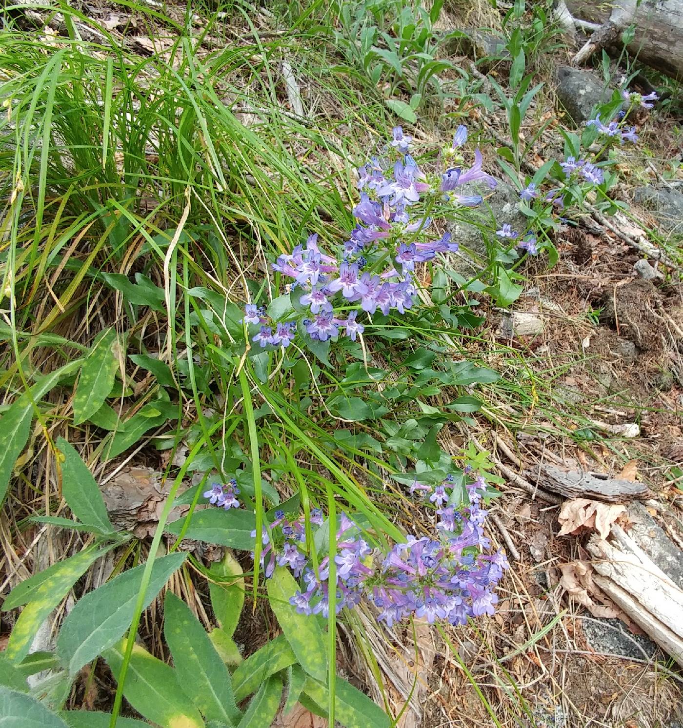 Penstemon pruinosus image