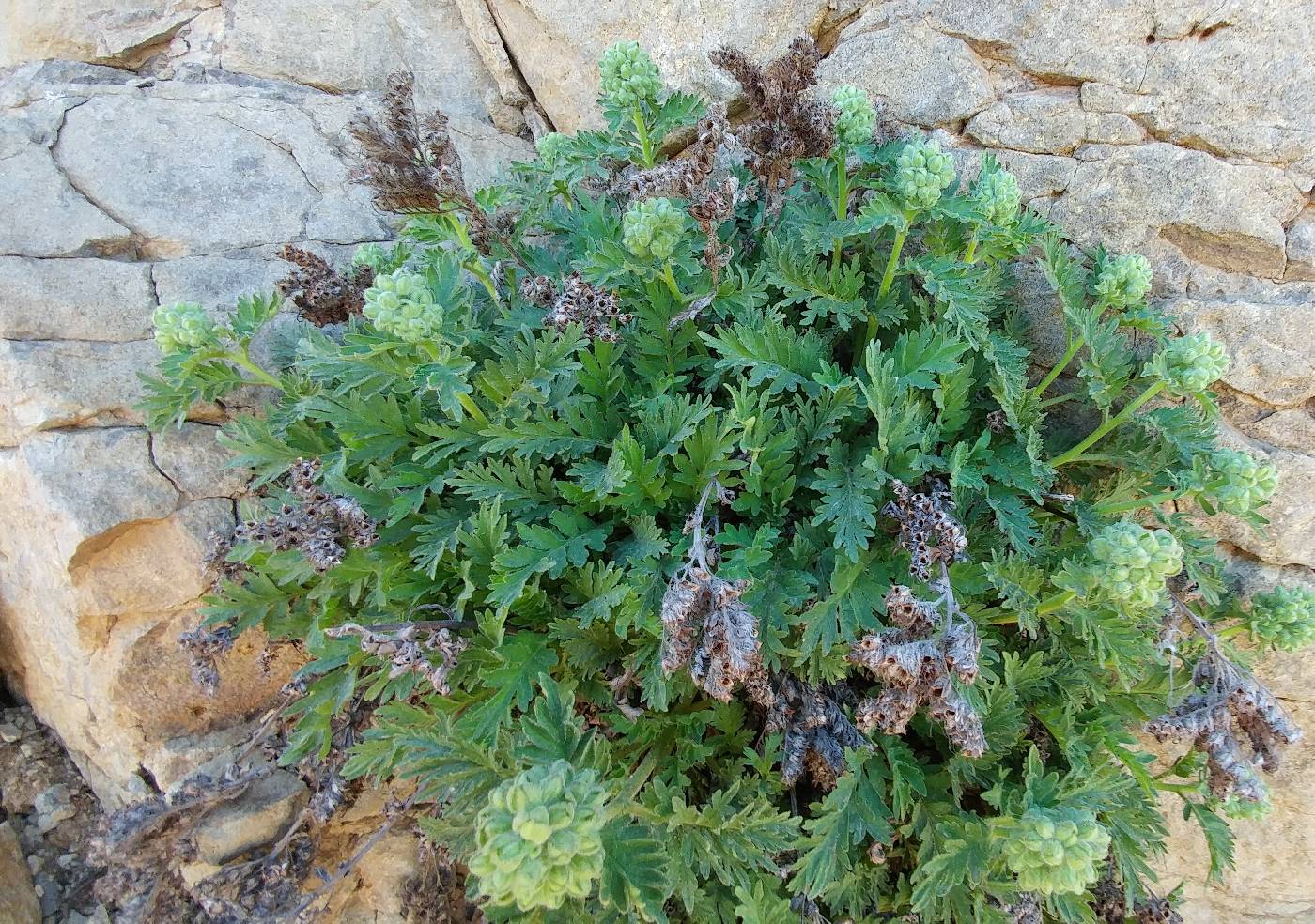 Phacelia lenta image