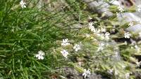 Silene douglasii image