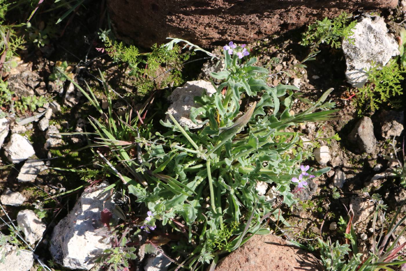 Matthiola parviflora image