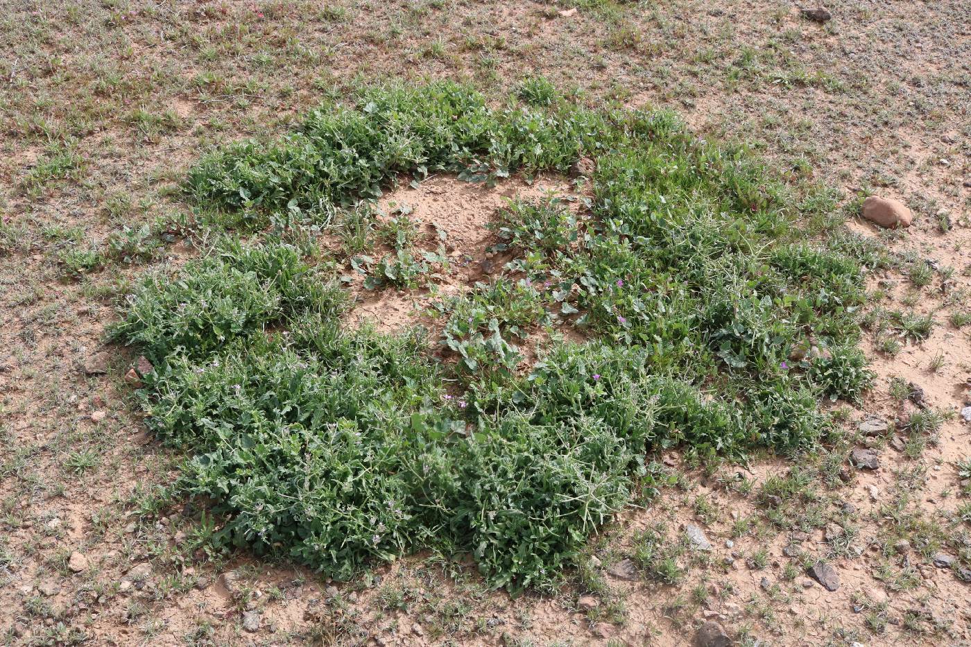 Matthiola parviflora image