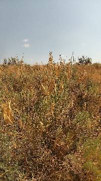 Image of Astragalus filipes