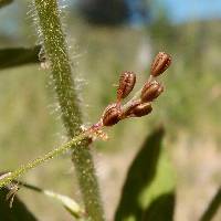 Boerhavia wrightii image