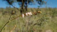 Boerhavia wrightii image