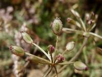 Lomatium nevadense var. parishii image