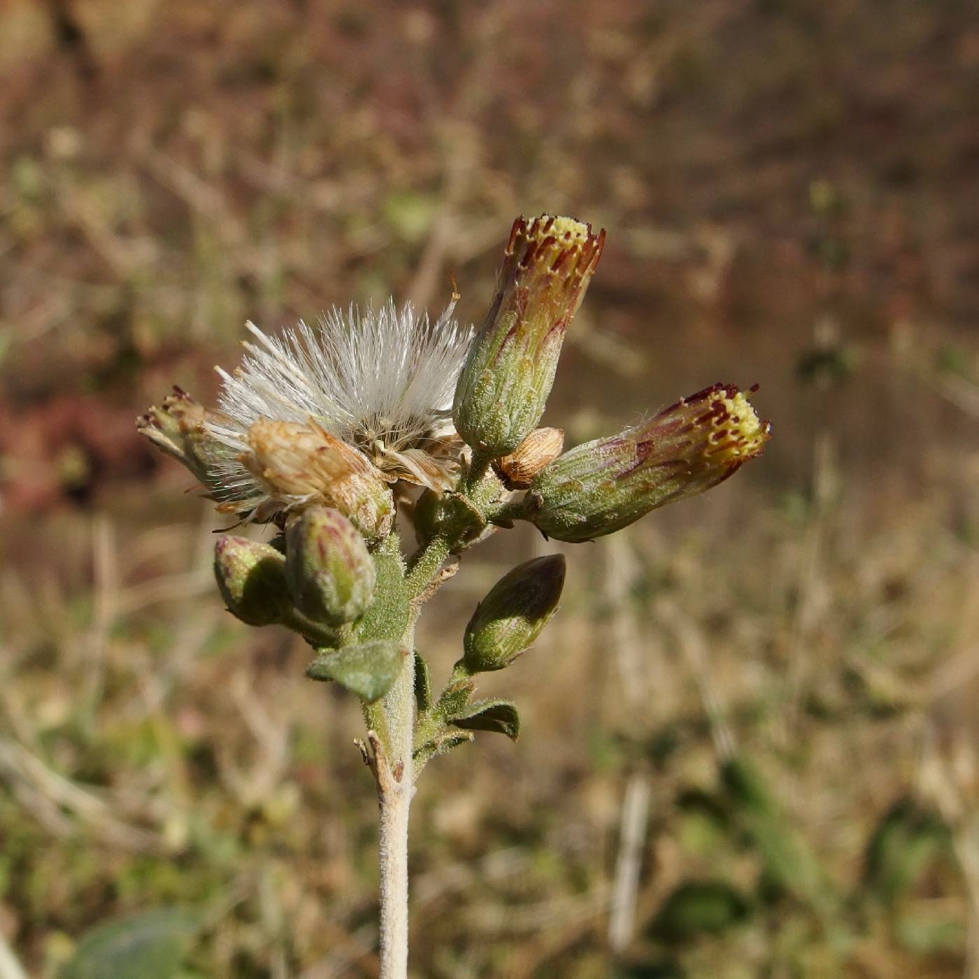 Brickellia rhomboidea image