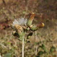 Image of Brickellia rhomboidea