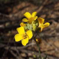 Physaria gordonii image