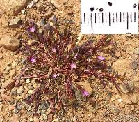 Calandrinia ciliata image