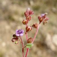 Phacelia caerulea image