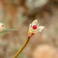 Eremothera chamaenerioides image