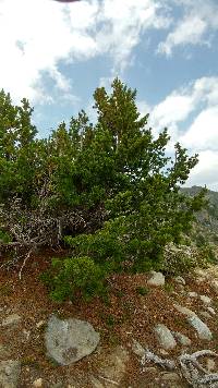 Image of Pinus albicaulis