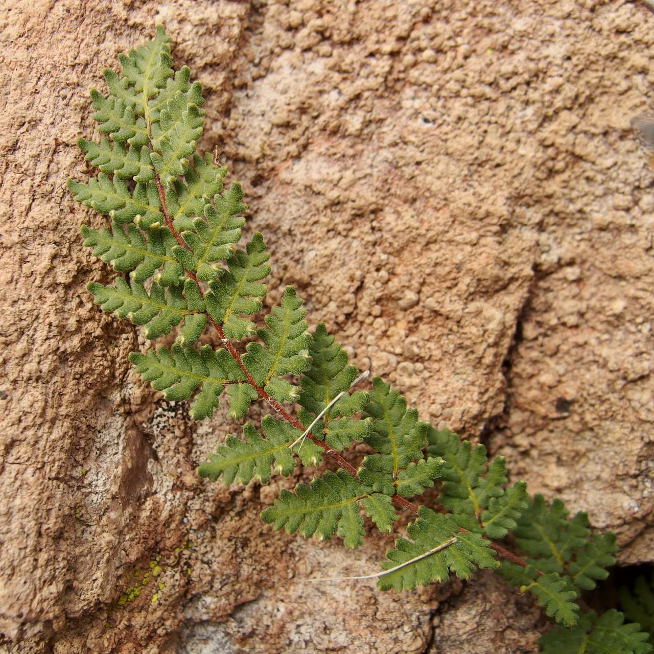 Pteridophyta image