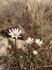 Anemone tuberosa image