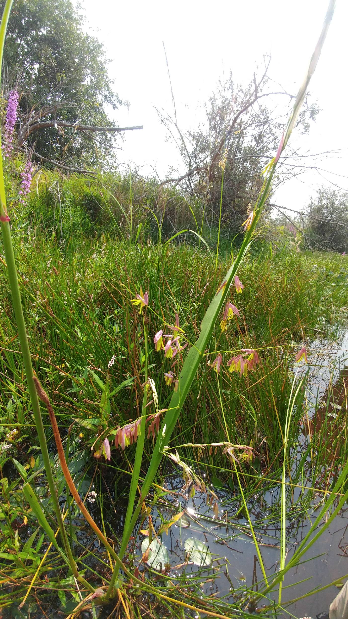 Zizania palustris var. palustris image