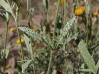 Bahia absinthifolia image