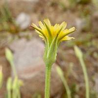 Uropappus lindleyi image