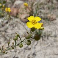 Physaria gordonii image